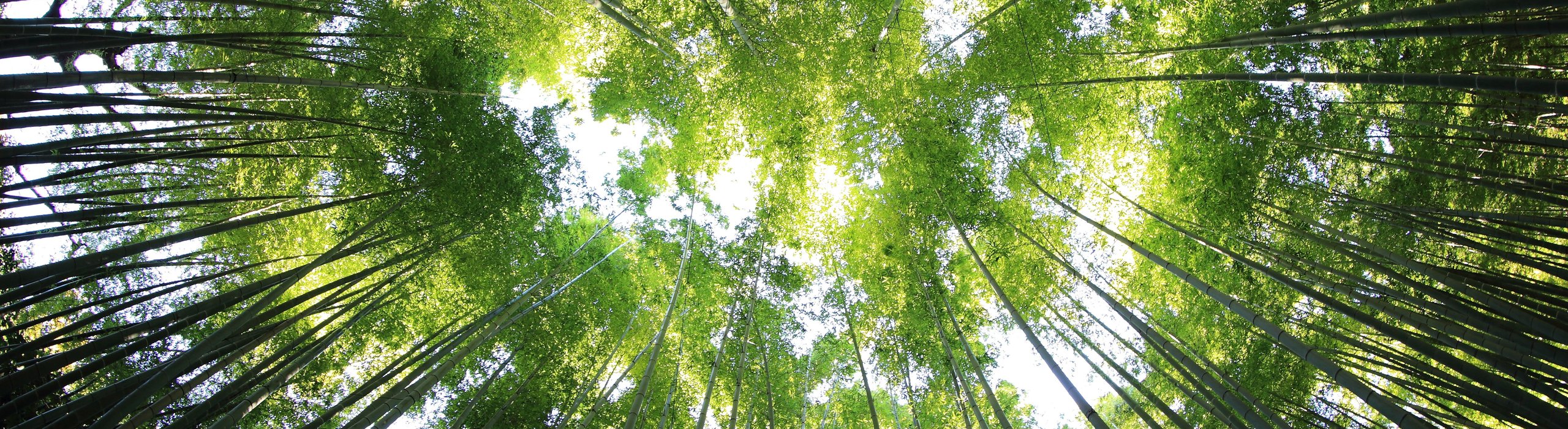 Blick auf Baumkronen und Himmel aus der Froschperspektive Löwensenf Recycling