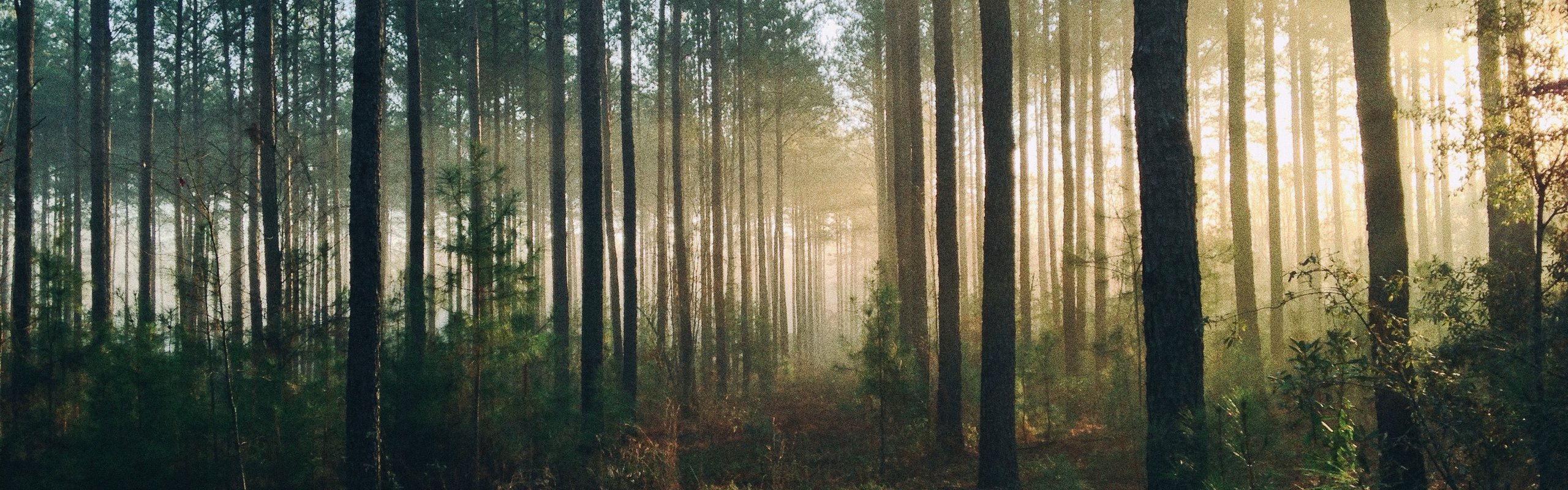 Sonnenschein im Wald - Löwensenf Extra